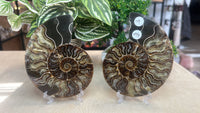 Sliced Ammonite