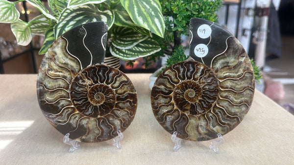 Sliced Ammonite