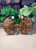 Sliced Ammonite Pair