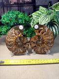 Sliced Ammonite Pair