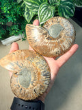 Sliced Ammonite Pair
