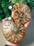 Sliced Ammonite Pair