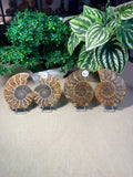 Sliced Ammonite Pairs