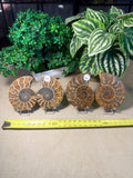 Sliced Ammonite Pairs