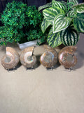 Sliced Ammonite Pairs