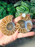Sliced Ammonite Pairs