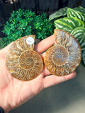 Sliced Ammonite Pairs