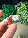 Citrine Double Terminated Points