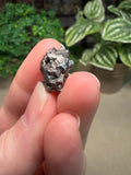 Iron Meteorite Aletai