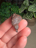 Kamil Meteorite from Egypt