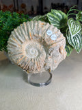 Ammonite fossil from Morocco