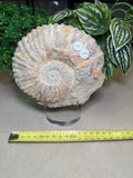 Ammonite fossil from Morocco