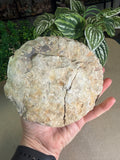 Ammonite fossil from Morocco