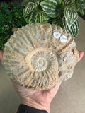 Ammonite fossil from Morocco