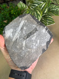 Orthoceras Slice