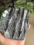 Orthoceras Slice