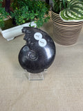 Black Ammonite whole