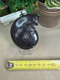 Black Ammonite whole