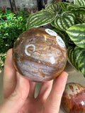 Petrified Wood Spheres