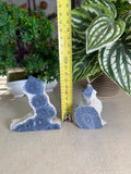 Blue Coral Fossil Points
