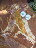 Glossopteris Leaf Fossil