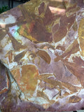 Glossopteris Leaf Fossil