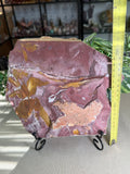 Glossopteris Leaf Fossil