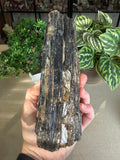 Raw Black Tourmaline with Gold Mica
