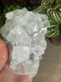 Apophyllite Cluster