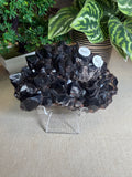 Morian Quartz Cluster