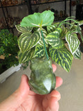 Green Jade Frog