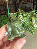 Green Jade Frog