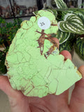 Lemon Chrysoprase