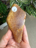 Kauri Gum
