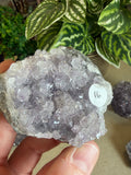Amethyst Clusters