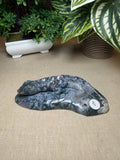 Moss Agate Lizard
