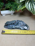 Moss Agate Lizard