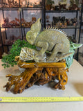 Green Jade Chameleon