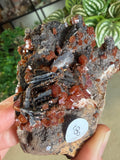 Vanadinite with Black Barite Roses