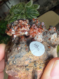 Vanadinite with Black Barite Roses