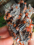 Vanadinite with Black Barite Roses
