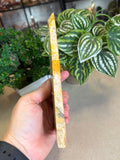 Bumble Bee Jasper Slice