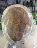 Trilobite Fossil