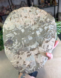 Trilobite Fossil