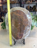 Trilobite Fossil