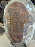 Trilobite Fossil