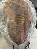 Trilobite Fossil