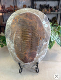 Trilobite Fossil