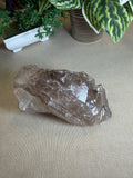 Crocodile Quartz