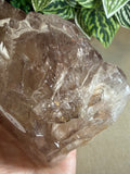 Crocodile Quartz
